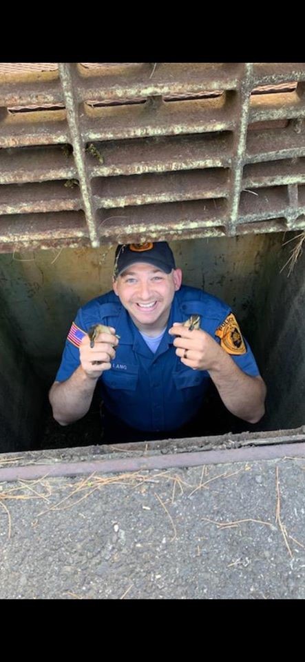 Monroe police officers, firefighters, save six fledgling ducks