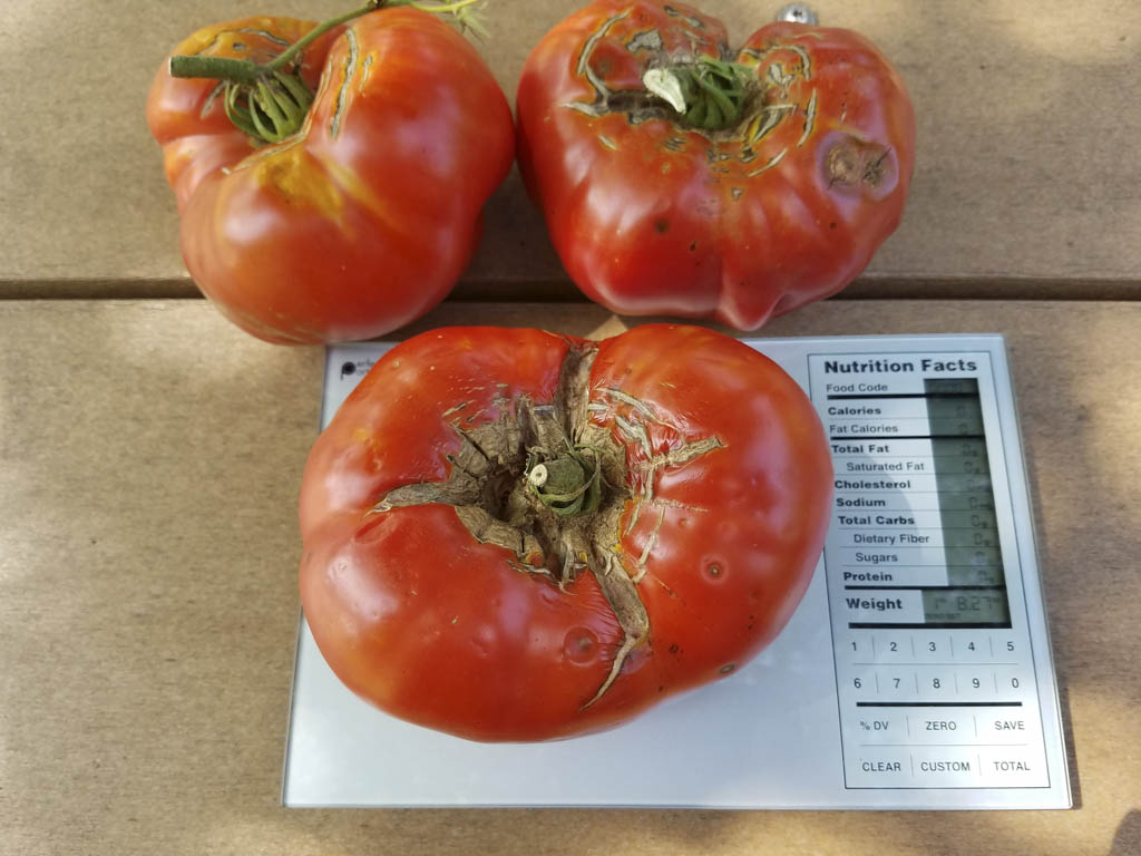 Monroe family wins heaviest tomato contest