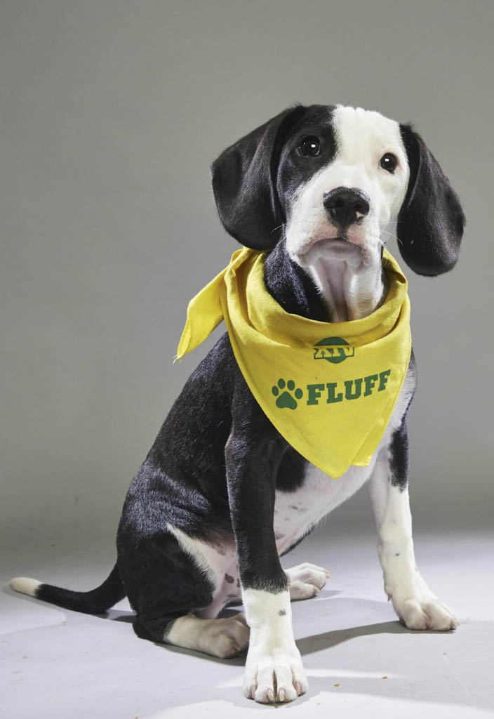 Old Bridge’s Boomer showcases his moves in Animal Planet’s ‘Puppy Bowl XIV’