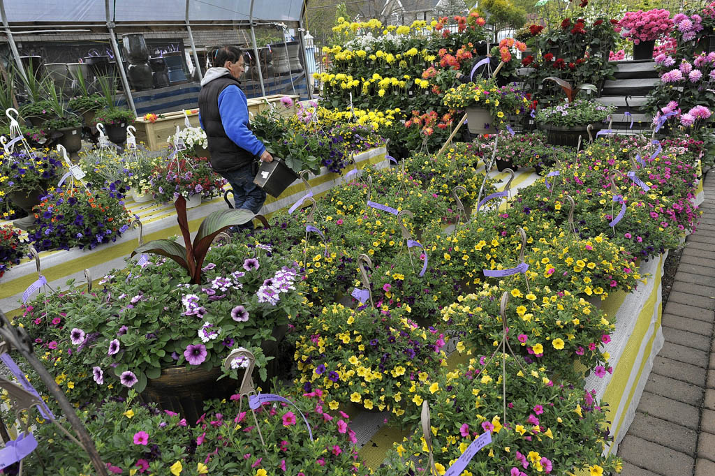 Sacred Heart society to sell mums for fall decorating