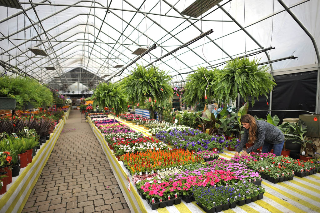 Assistant curator of botanical gardens to speak about lichens on Nov. 21