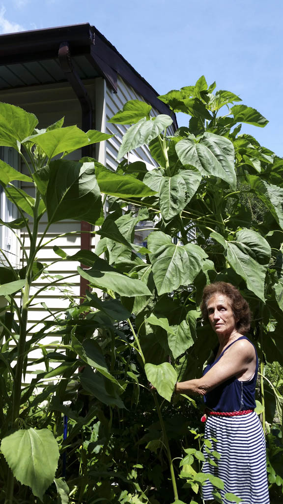 Old Bridge couple grows giant sunflower, pumpkin in backyard