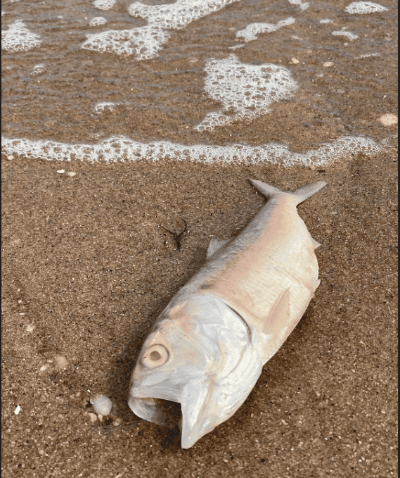 Large numbers of dead fish found at Raritan Bay, Sandy Hook Bay after Ida