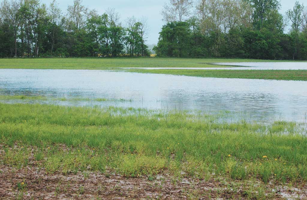 Middlesex County to preserve more land in Dismal Swamp