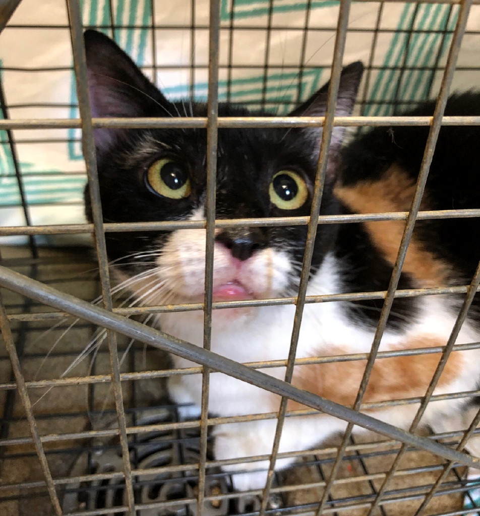 Trap-Neuter-Return is humane and necessary