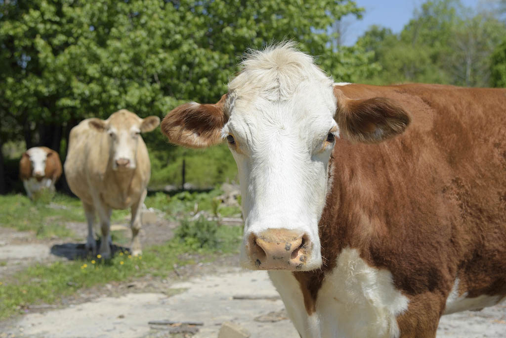 Von Thun’s Country Farm Market offers fresh produce, beef, honey for sale