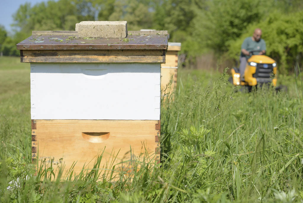 Edison buzzing about honeybees