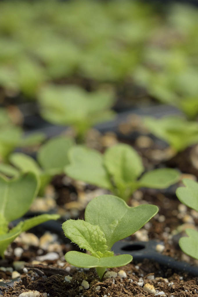 Fall planting program at Old Bridge Library Sept. 27