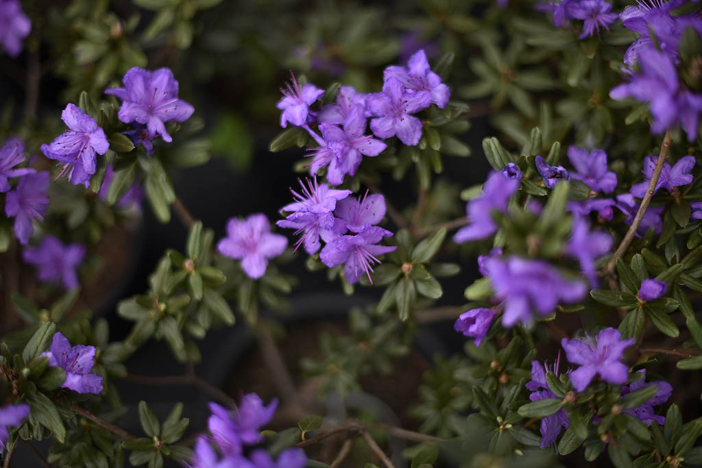 Workshops mark Native Plant Appreciation Month