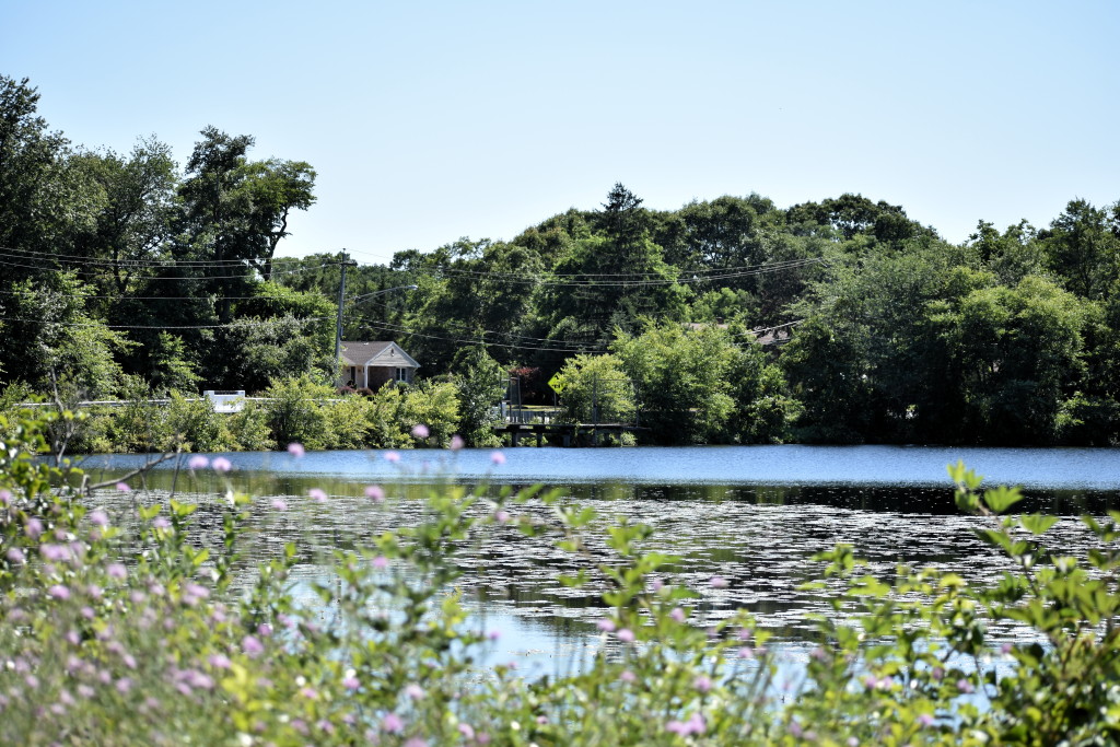 Bunker Hill Bogs Recreation Area in Jackson