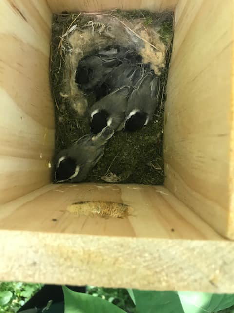 Endangered birds find refuge with new homes in Village Park