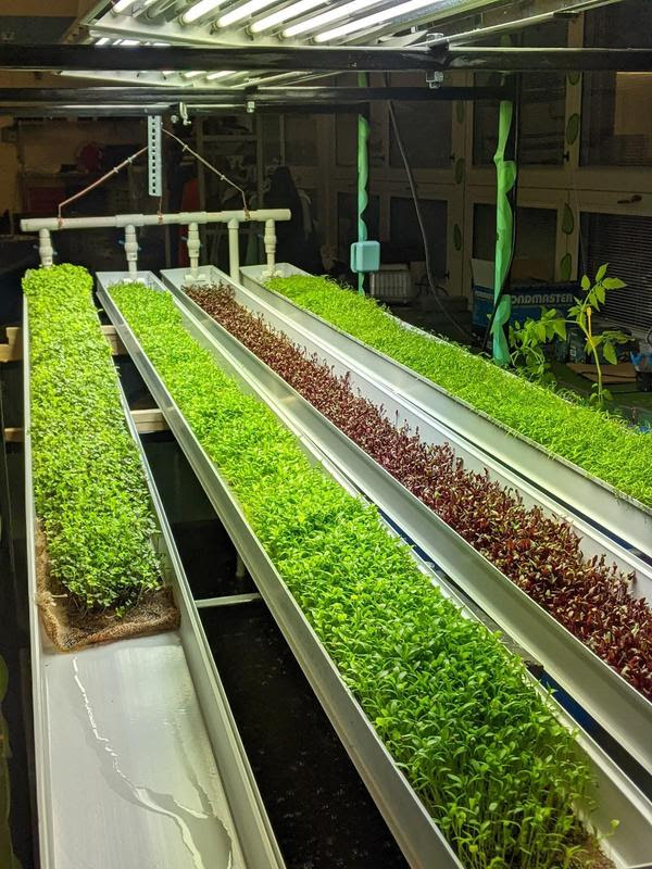 Cranbury School aquaponics system continues to grow greens for school lunches