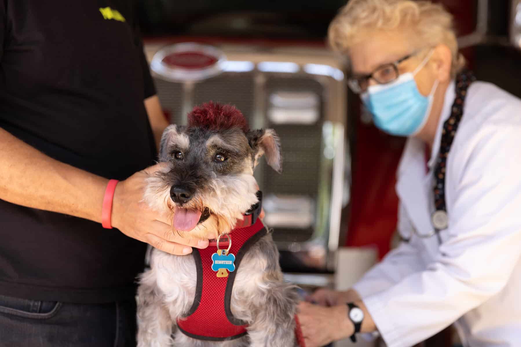 Cranbury’s free rabies clinic vaccinates dozens of dogs and cats