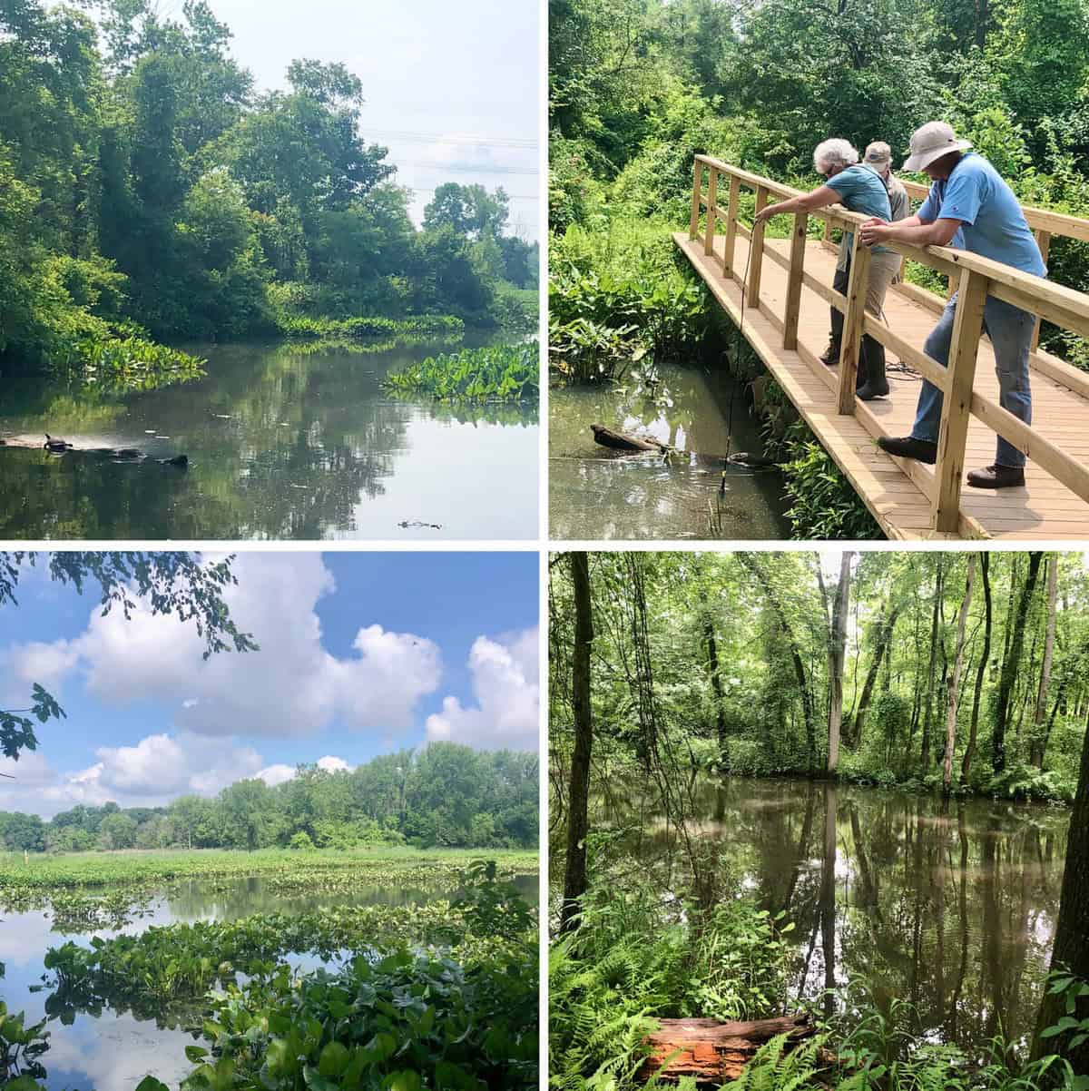 Friends for the Abbott Marshlands to test water quality through November