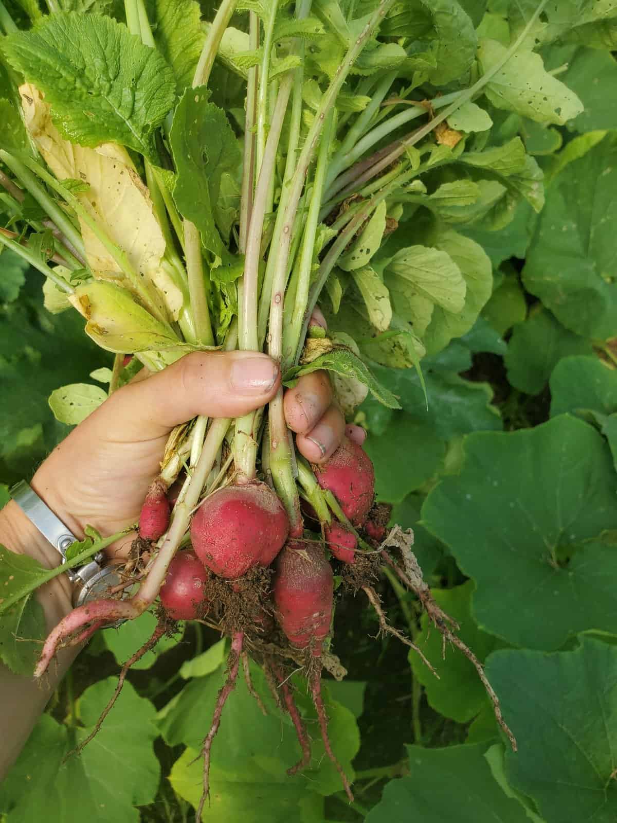 Farming in the capital city