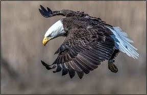 DEP: New Jersey bald eagle population continues to climb